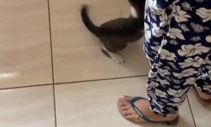 Curious Cat Helps Mop the Floor
