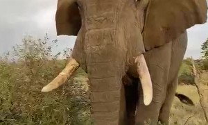 Majestic Giant: African Bush Elephant