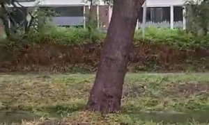 Storm Poly Winds Uproot Tree