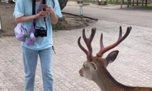 Nara Park in Japan is home to the friendliest bowing deer 