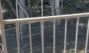 Pair of Hummingbirds Rest in Their Nest