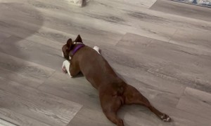 Boston Terrier Does a Running Sploot