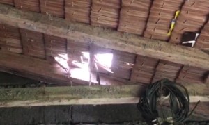 Pepper the Cat Makes a Hole in the Roof