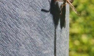 Stinging Wasp Gets Stuck