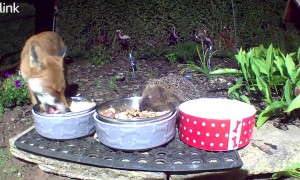 Unlikely Friends Share A Meal