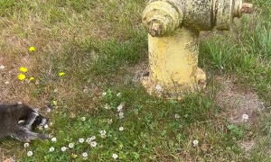 Baby Raccoon Isn't Sure About Fire Hydrant