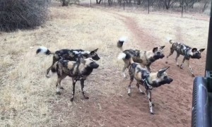 Painted Pack Of African Wild Dogs