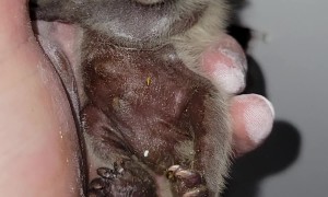 Rescuing a Baby Raccoon From a Wall Void
