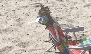 Bee Colony Relocates to Beachgoer's Chair