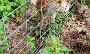 Man Frees Fawn's Foot From Fence