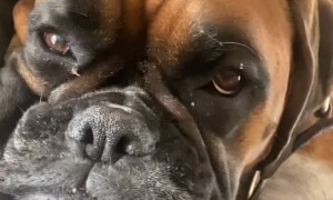 Cuddly Doggo Doesn't Understand Personal Space