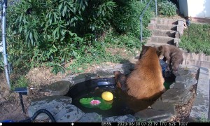 Mama Bear and Cub Take a Dip in Backyard Pond