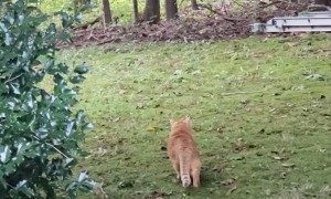 When Your House Cat Thinks He's a Fierce Lion