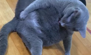Cat Scratches An Itch