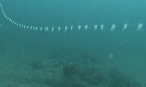 The Strangest Sea Creature