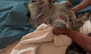 Roxi the Raccoon's Morning Merriment