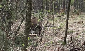 Meeting A Wild Boar Family