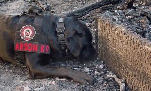 Accelerant Detection K9 Sniffs Out Gasoline
