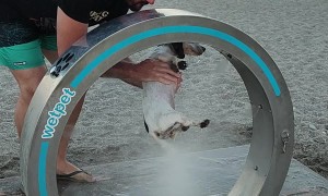 Dog Gets a Bath at the Beach