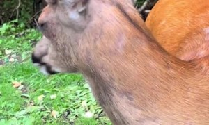 Buck Gently Nibbles Strawberries