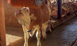 Cow Enjoys Some Time With the Cattle Brush