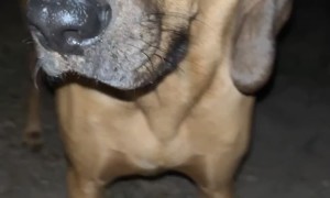 Curious Doggo Catches a Locust