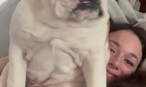 Bulldog Doesn't Believe in Personal Space