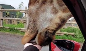 Feeding a Giraffe at a Safari Park