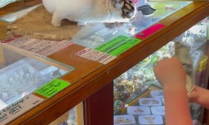 This Bunny Is A Cashier