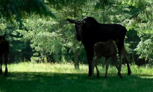 Feisty Moose Calf Confronts Sprinkler