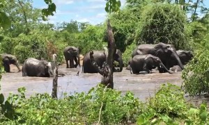 Graceful Giants In River Oasis