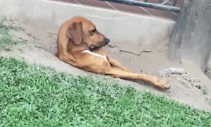 Dog Hangs Out In Dirt Hole