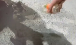 Police rescue raccoon with jar stuck on head