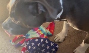 Pitbull Picks His Bandana