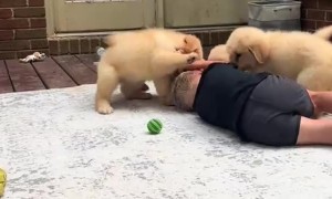 Little Man Viciously Piled On By Puppies