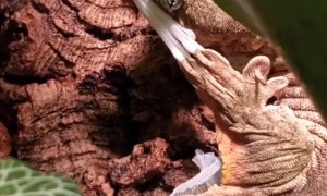 Gecko Removes Molted Skin
