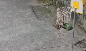 Monkey Plays Basketball With Watermelon