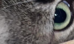 Cat Rescued From Cabinet Hole