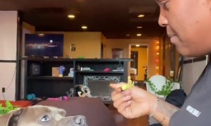 When Your Dog Needs a Bit of Encouragement