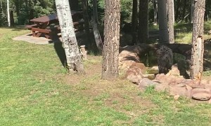 3-Legged Mama and Her Cubs