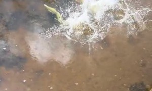 Lizards take a perfectly timed jump together