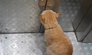 Building Manager Takes The Elevator