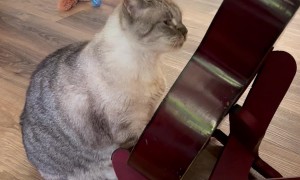 Cat Plays The Guitar