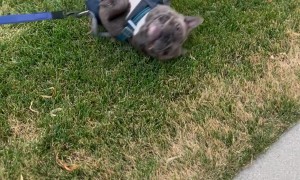 Less Of A Walk, More Of A Dragging Back Scratch