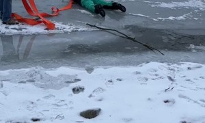 Neighbours Rescue Frozen Deer From Ice
