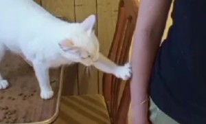 Deaf Cat Politely Asks For Pets