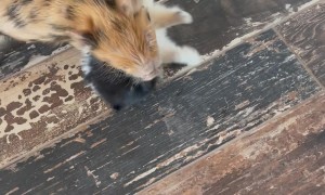 Pomeranian and Piglet Play Together