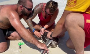 Pelican Rescued From Fisherman's Hook