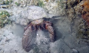 Underwater Excavation