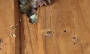 Possum Won't Stop Chewing Wall